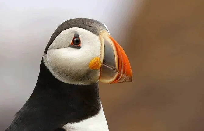 Whale and Puffin Watching Tour