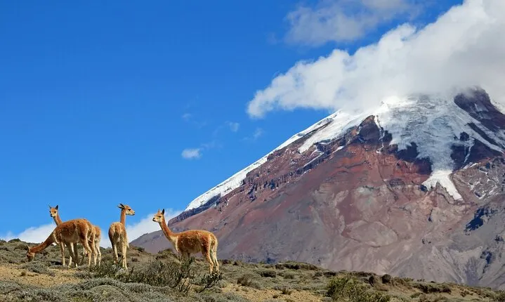 Full Day Mount Chimborazo Private Tour from Quito