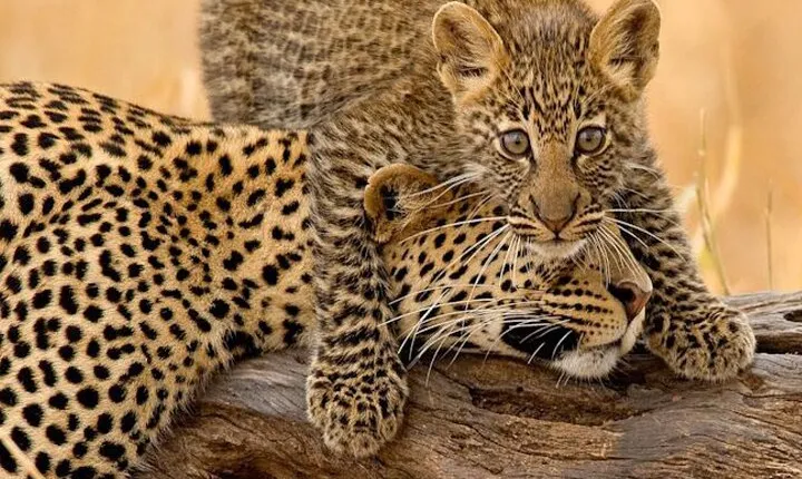 4 Days Budget Camp Safari Serengeti, Ngorongoro Crater and Tarangire Park