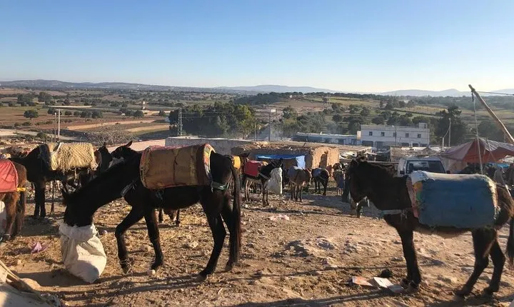 Berber Market in Ida Ogourd & Visit of an Argan cooperative.