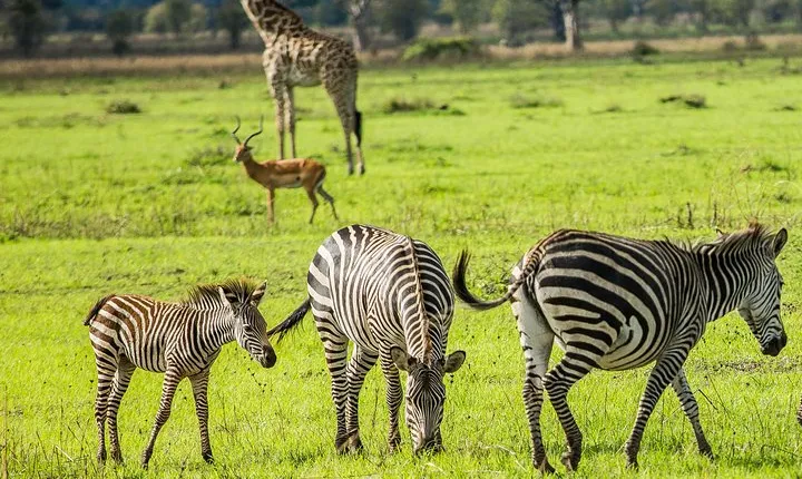 MIKUMI NATIONAL PARK - 3 Days