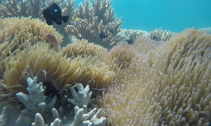 Cham Islands Snorkeling Tour by SpeedBoat from Da Nang