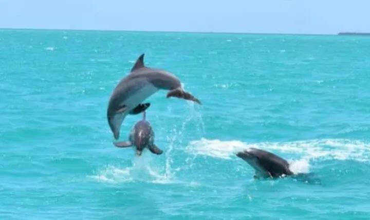 Key West's Favorite Afternoon Dolphin Sail