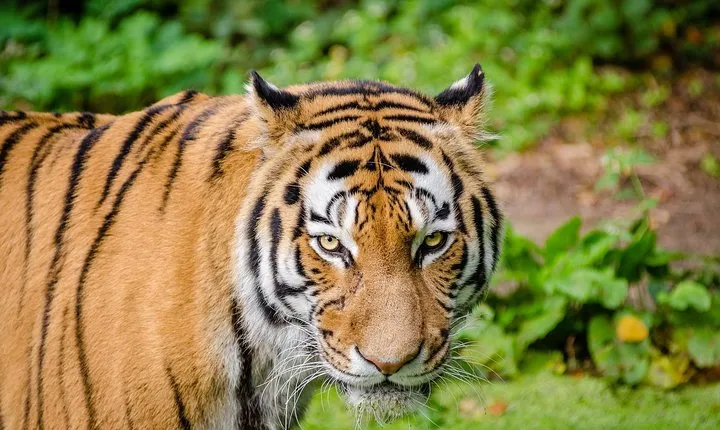 India Wildlife Photography Tour