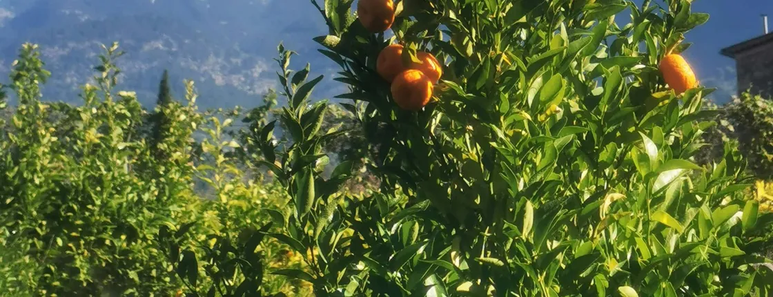 Full-day Majorca tour with Port de Soller and Lluc Monastery