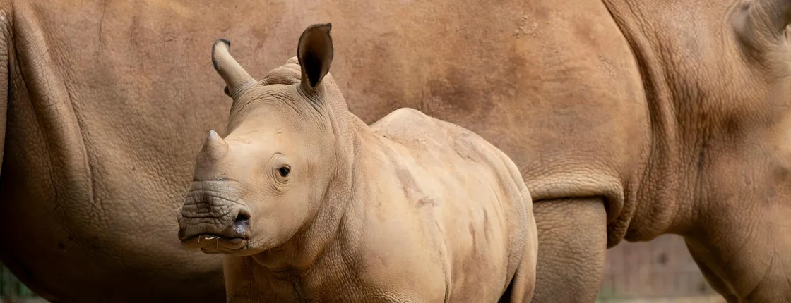 Zoo Atlanta General Admission Ticket