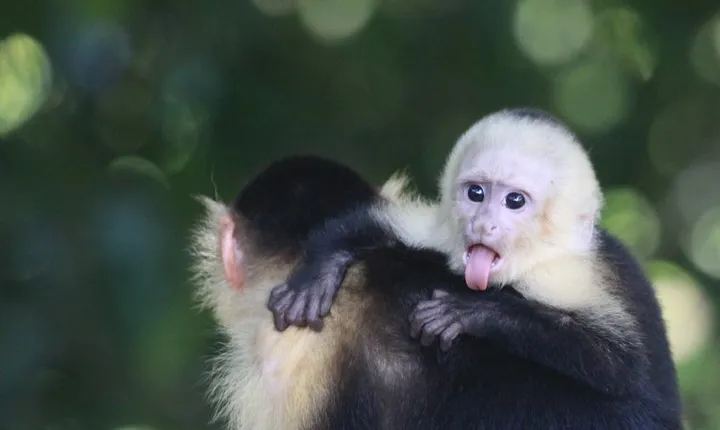 Manuel Antonio National Park guided tour 