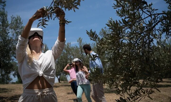 Miraculous Olive Oil Tasting Experience 5-Hour Tour