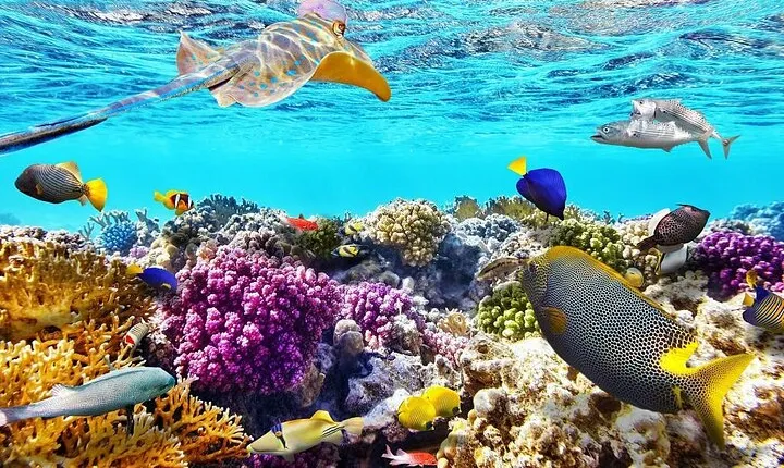 Tiran Island Snorkeling Excursion