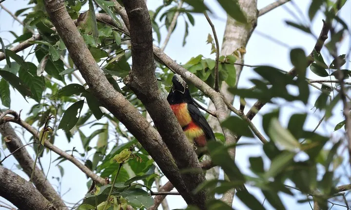 6-Hour Birdwatching Ruta de los Cenotes Playa del Carmen