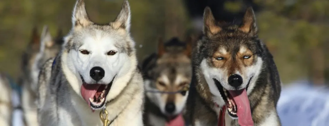 5 km Self-Driven Husky Sled Adventure in Rovaniemi