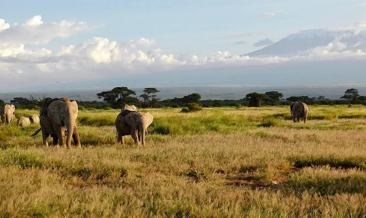 7 Days Into the Wild Wonder : Lodge Safari with Private 4x4 JEEP