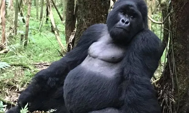3 day Safari with Gorilla tracking in Bwindi NP