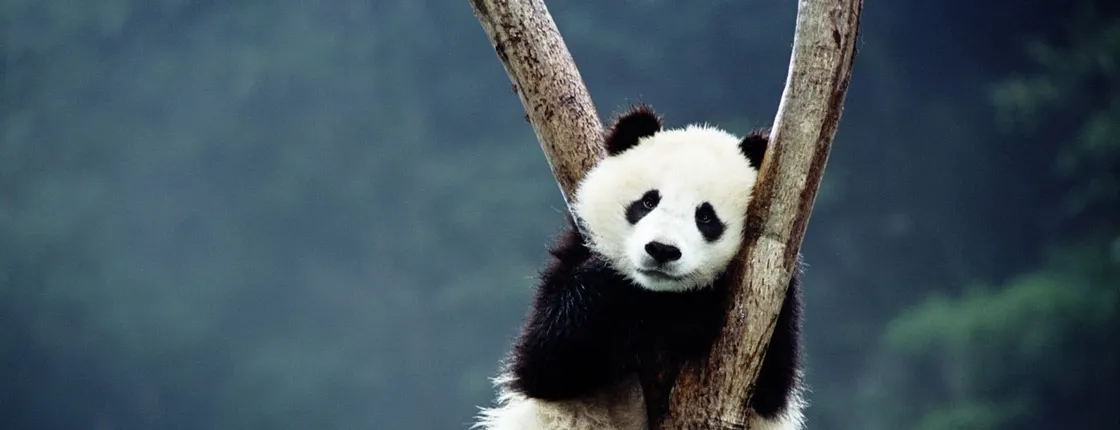 Private Guided Tour to Temple of Heaven, Panda House and Summer Palace