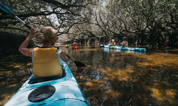 Dolphin Sanctuary Kayak Tour Adelaide