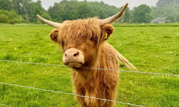 Loch Ness, Culloden, Clava and whisky/gin tour from Inverness.