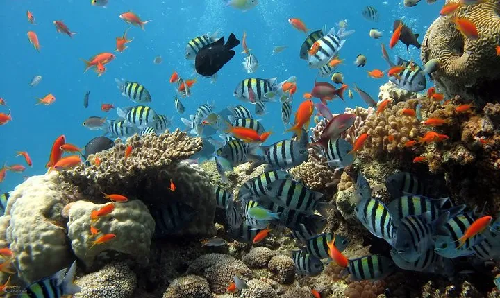 Snorkeling And Fishing To The South Phu Quoc