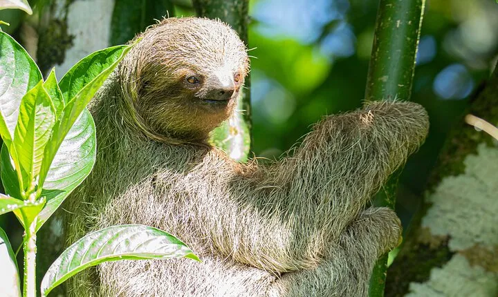 La Fortuna Birds, Butterfly Garden, sloths Guided Tour 2hrs