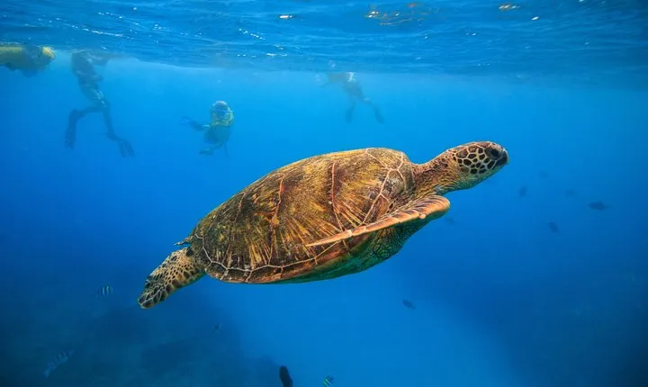 Turtle Canyons Snorkel Excursion from Waikiki, Hawaii
