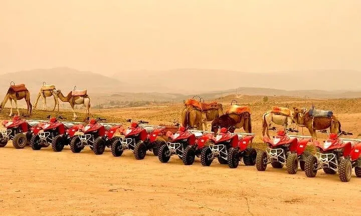 Quad Biking Half Day And Camel Ride In Sunset