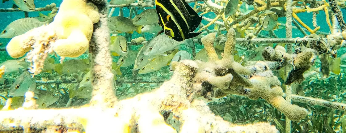 Family Snorkel Adventure on Sharky Catamaran