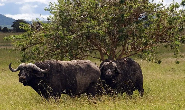 Day trip to Tarangire National Park from Arusha