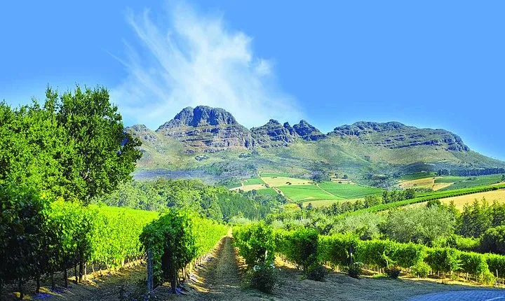 Stellenbosch Winelands Half-Day Tour from Cape Town