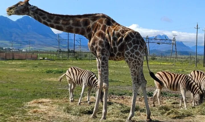 Cape Town Giraffe House Cheetah Encounter and Wine Tasting Tour