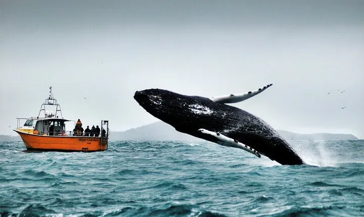 Whale & Dolphin Watching Tour