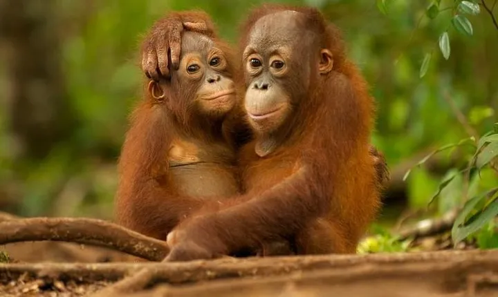 Day Trip Sepilok Orang-utan And City Tour