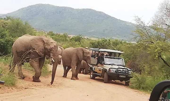 4 Days Kruger National Park with Panorama: From Johannesburg