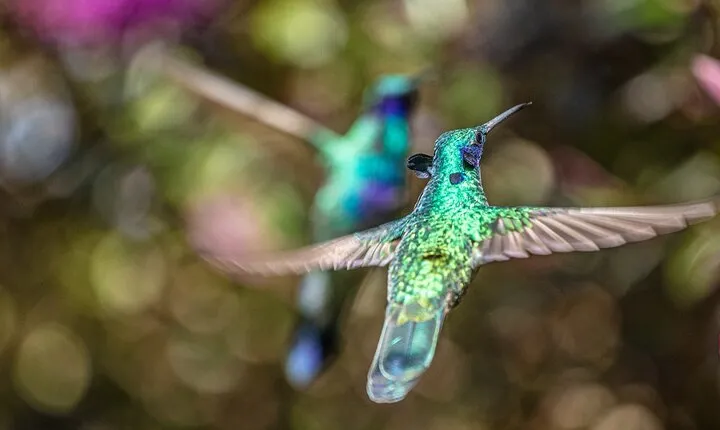 Avistamiento de colibríes - Observatorio de colibríes