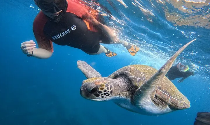 Tenerife Snorkeling Tour in turtle habitat 