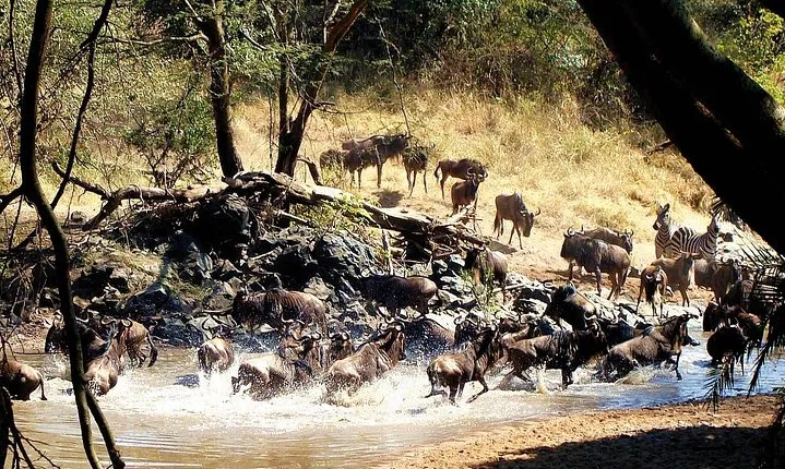 4 Days Private Serengeti Camping safari For 4 Pax