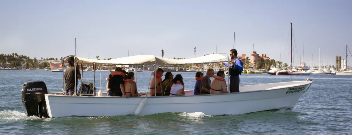 Sea of Cortez Whale Shark Tour
