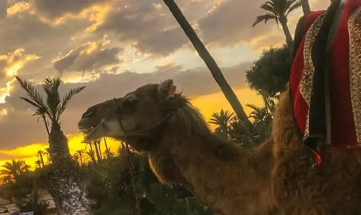 Sunset Camel Ride in the Palm Grove of Marrakech
