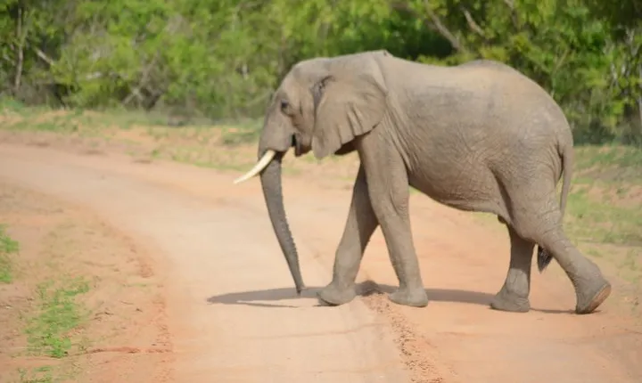 3 Days Selous Game reserve (Nyerere National Park)