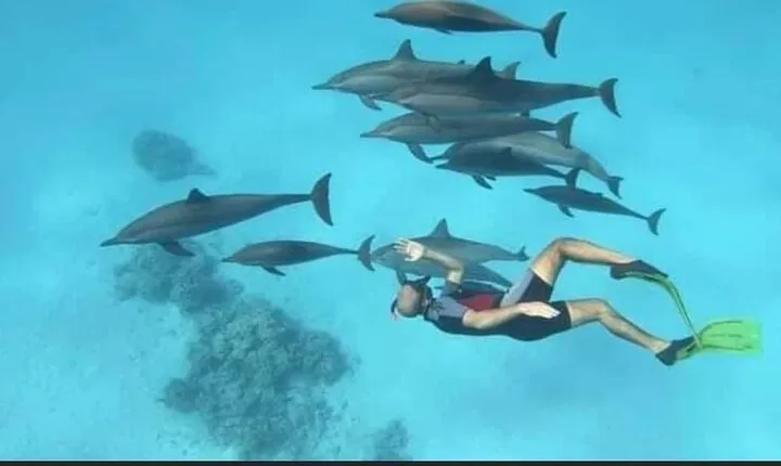 Private Boat Full-Day Tour to Dolphin House & Transfer - Hurghada