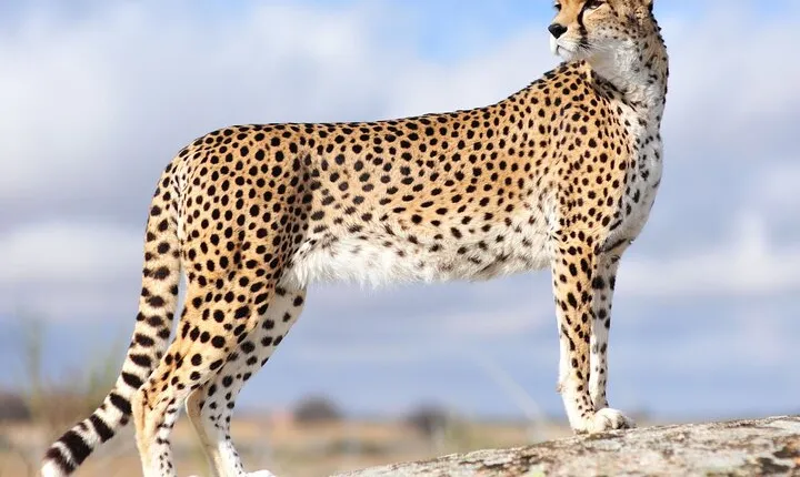 Private 3 Day Tour to Serengeti National Park