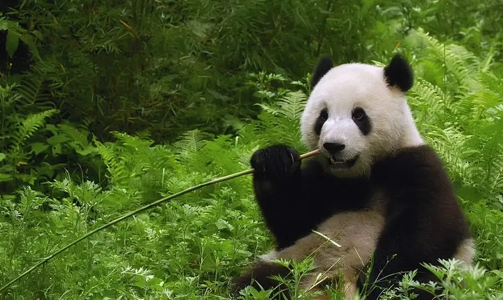 All-inclusive Private Day Trip: Hutongs, Lama Temple & Panda House with Lunch