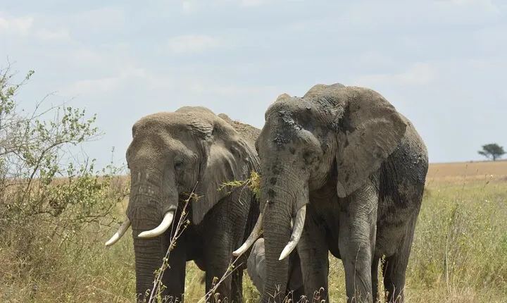 6 Days Big Five Safari Adventure in Tanzania’s Iconic Parks