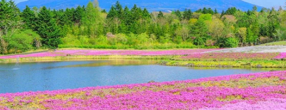 1-day tour to Mount Fuji, Oshino Hakkai with outlets or hot springs