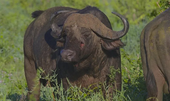 4 Day Tanzania Afordable Safari ft Two Night Serengeti