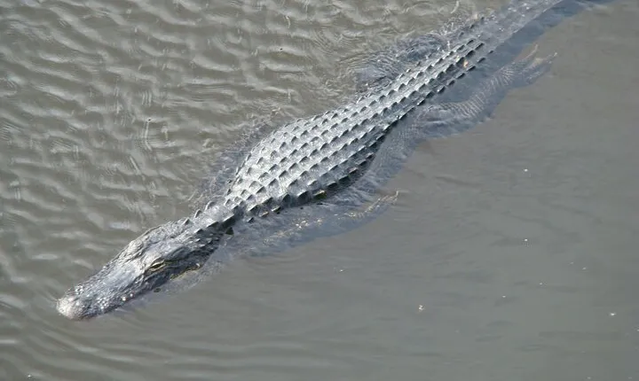 Everglades Airboat, Wildlife Show and free Photo