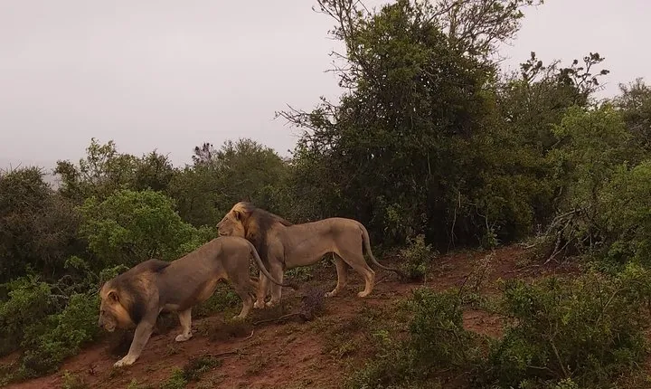 Addo Elephant National Park Full Day Safari