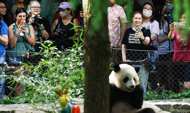 1 Day Panda Breeding Center Plus Chengdu City Tour