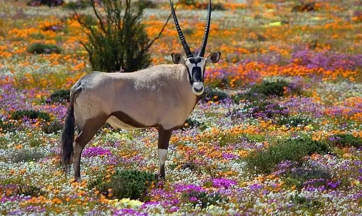 West Coast Wonders Full Day Tour with Private Transfer