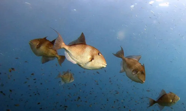 Diving baptism in the Marine Reserve of Cabo Tiñoso