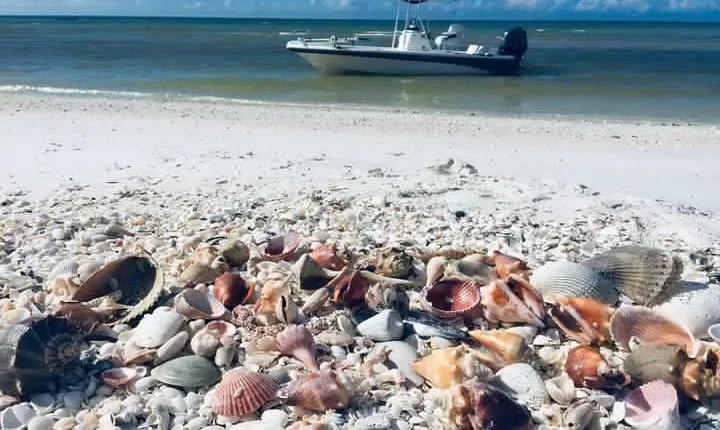 Shelling Tours - Fort Myers Beach / Naples