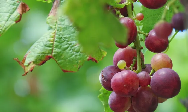 Wine Flavours & tasting, Skywalk and 4x4 Jeep Adventures